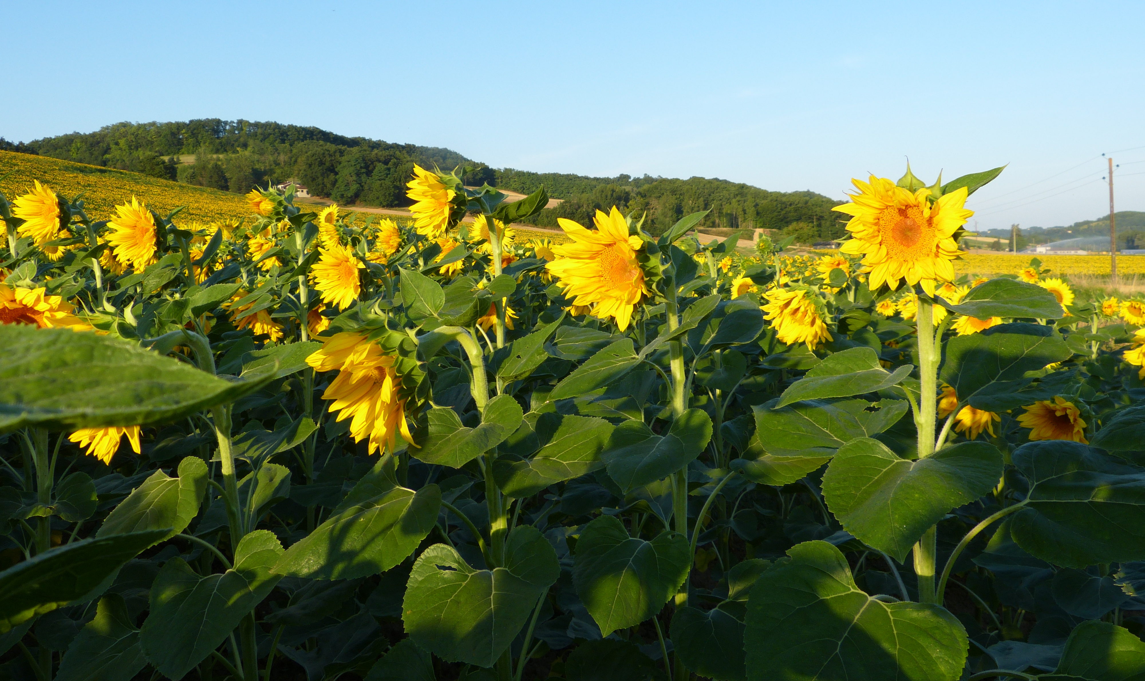 Sunflowers – Ian Wedd, writer and performer